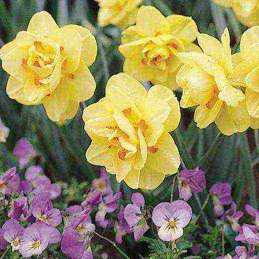 daffodils planting and care in the open field in autumn in Siberia