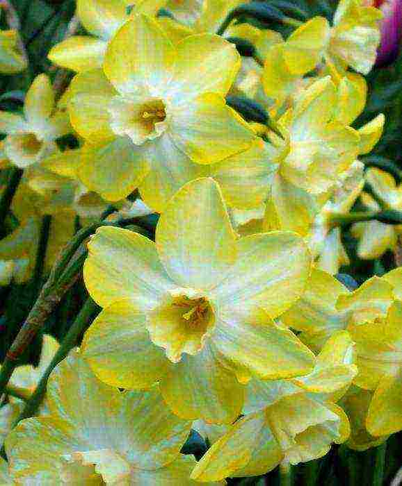 daffodils planting and care in the open field in autumn in Siberia