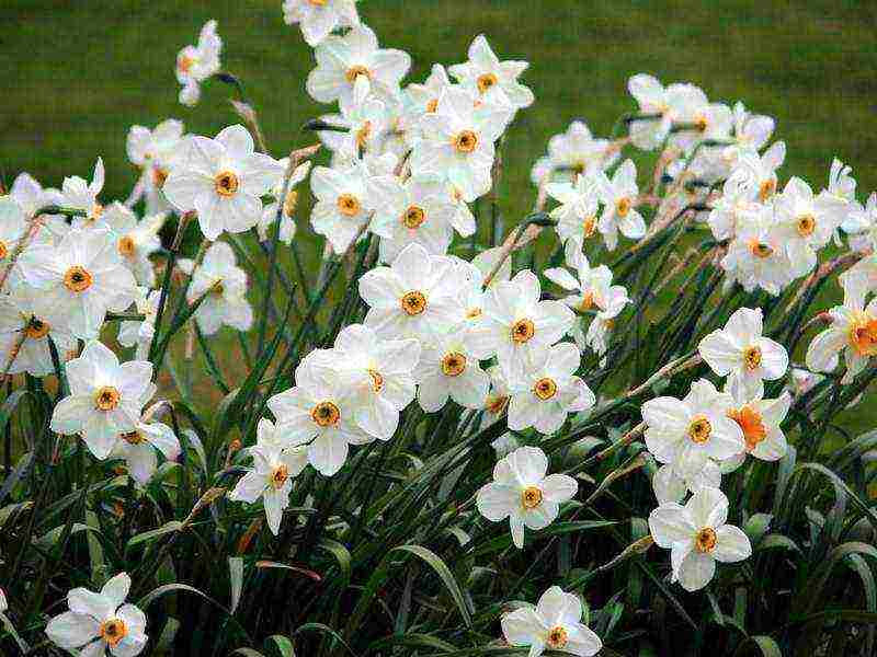 daffodils planting and care in the open field in autumn in Siberia