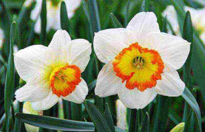 daffodils planting and care in the open field in the suburbs