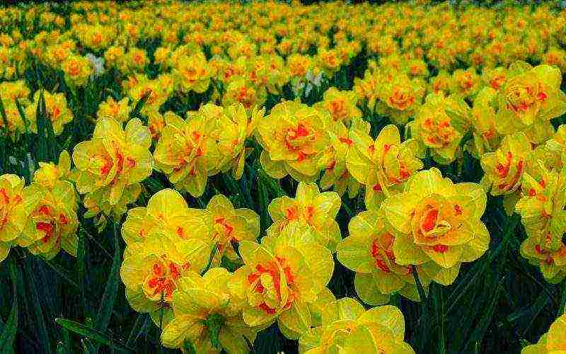 daffodils planting and care in the open field in the suburbs