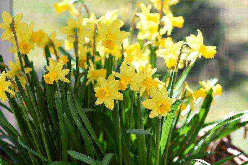 daffodils planting and care in the open field in the suburbs