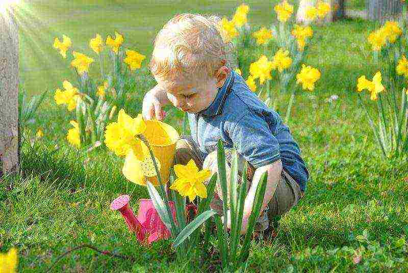 daffodils planting and care in the open field in the suburbs