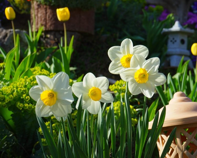 daffodils planting and care in the open field in the suburbs