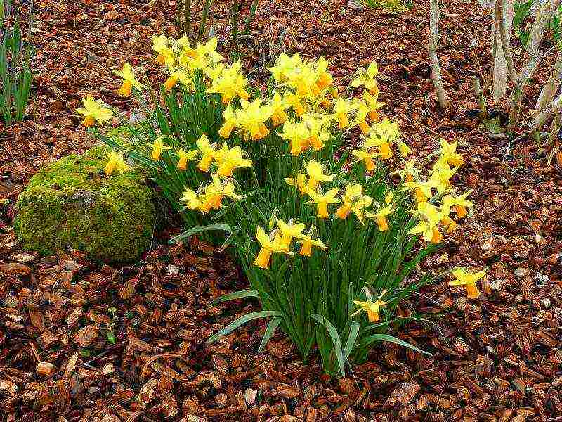 daffodil na pagtatanim at pangangalaga sa bukas na bukid sa mga suburb