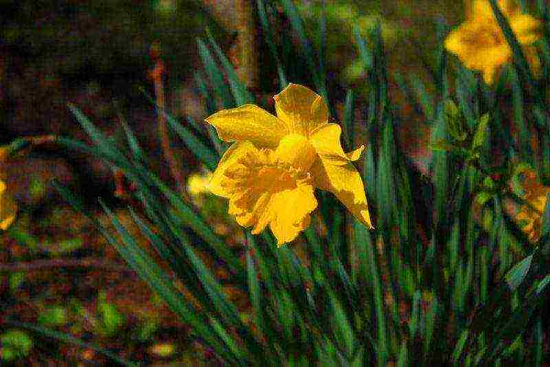 daffodils planting and care in the open field in the suburbs