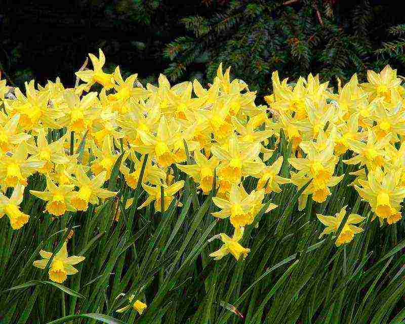 daffodils planting and care in the open field in the suburbs