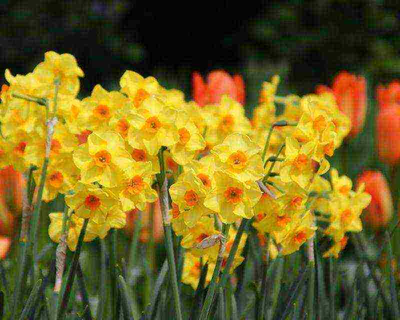 daffodils planting and care in the open field in the suburbs