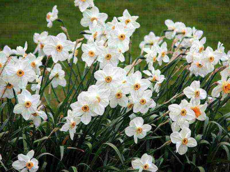 daffodils planting and care in the open field in the suburbs