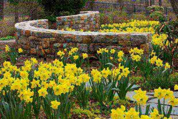 daffodils planting and care in the open field in the suburbs