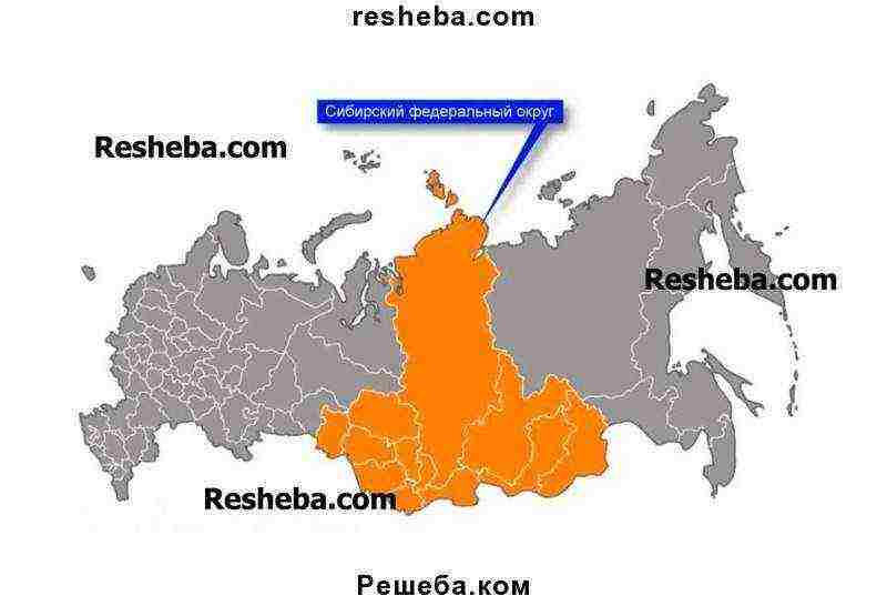 name industrial crops grown in russia