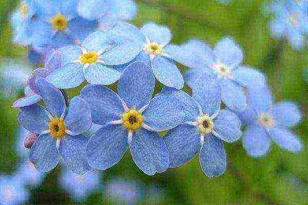 forget-me-nots how to grow at home