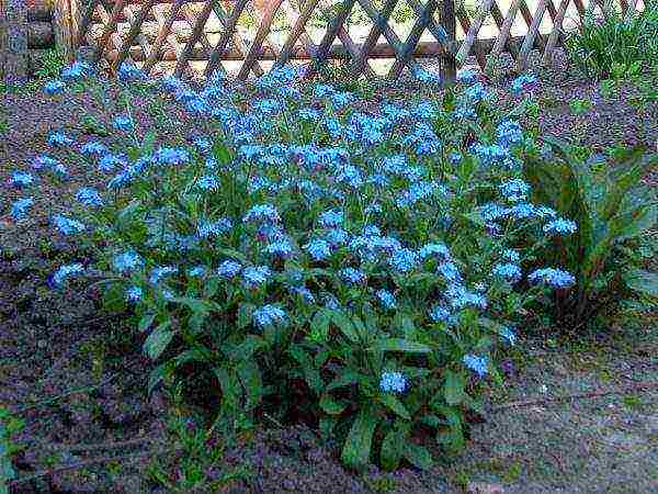 forget-me-nots how to grow at home