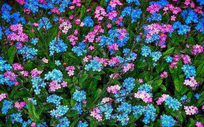 forget-me-nots how to grow at home