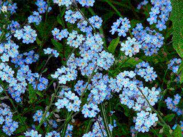 forget-me-nots how to grow at home