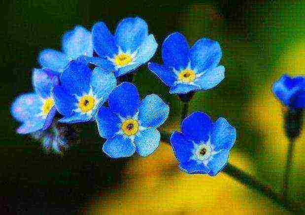 forget-me-nots how to grow at home