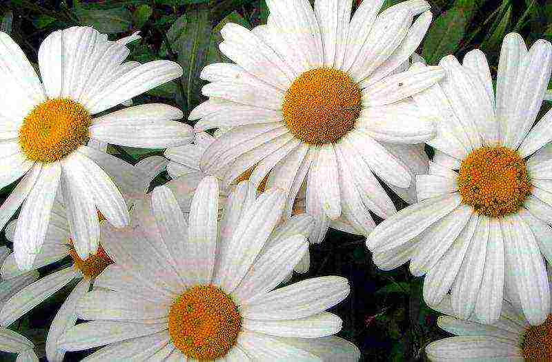 daisy daisy planting and care in the open field