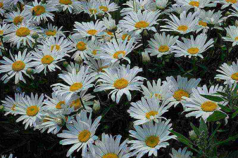 daisy daisy planting and care in the open field