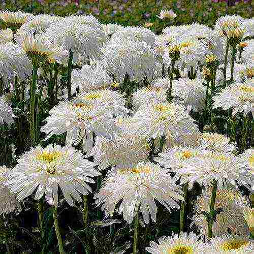 daisy daisy planting and care in the open field