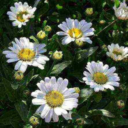 daisy daisy planting and care in the open field