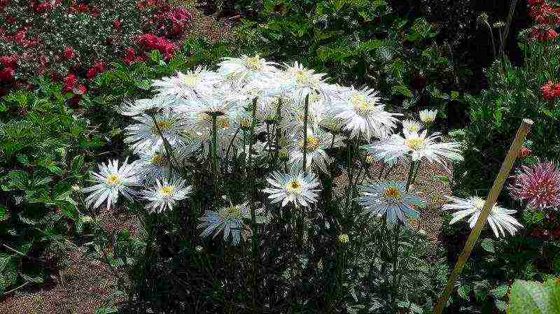 daisy daisy planting and care in the open field