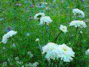 daisy daisy planting and care in the open field