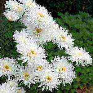 daisy daisy planting and care in the open field