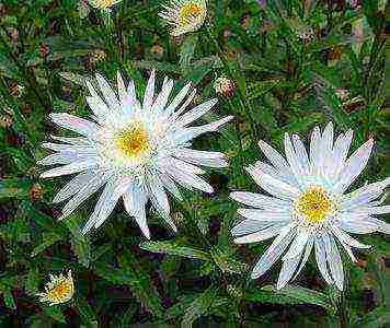 daisy daisy planting and care in the open field