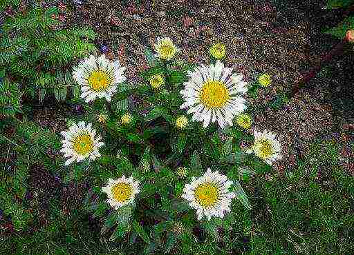 daisy daisy planting and care in the open field