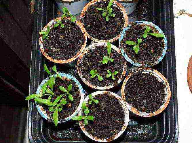 daisy daisy planting and care in the open field