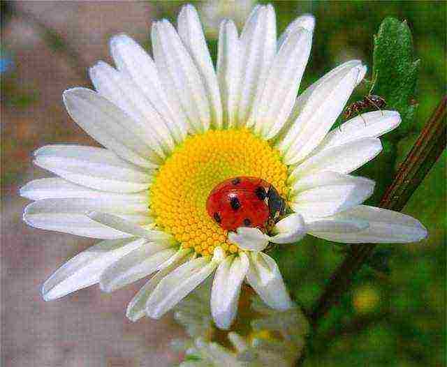 daisy daisy planting and care in the open field