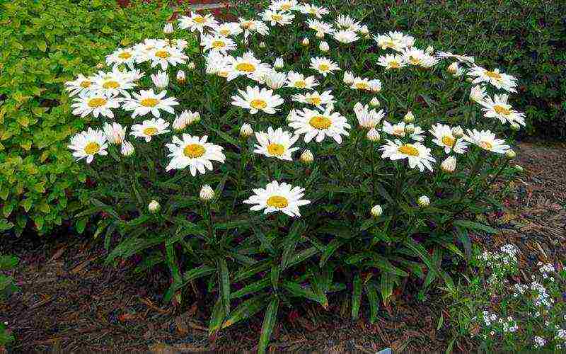 daisy daisy na pagtatanim at pangangalaga sa bukas na bukid