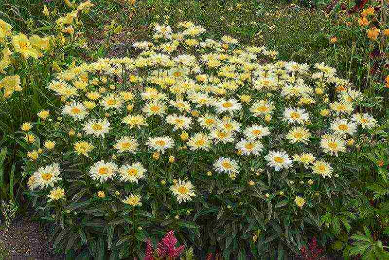 daisy daisy na pagtatanim at pangangalaga sa bukas na bukid