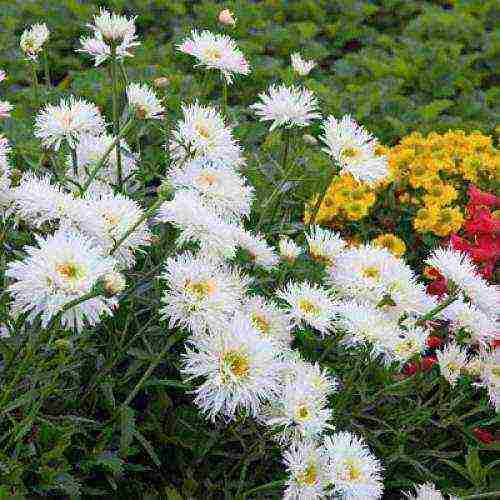 daisy daisy na pagtatanim at pangangalaga sa bukas na bukid