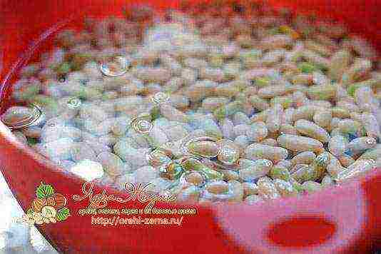 whether it is necessary to soak beans before planting in open ground