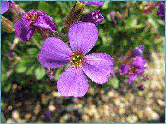 obrieta planting and care in the open field in siberia