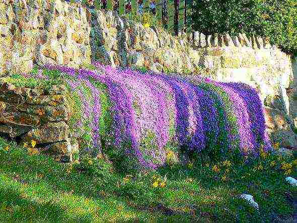 obrieta planting and care in the open field in siberia