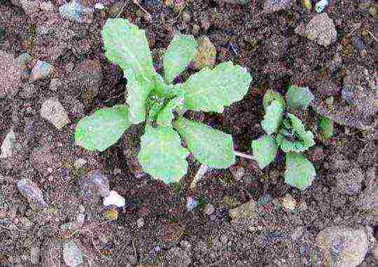 obrieta planting and care in the open field in siberia