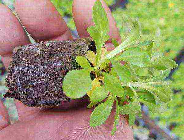 obrieta planting and care in the open field in siberia