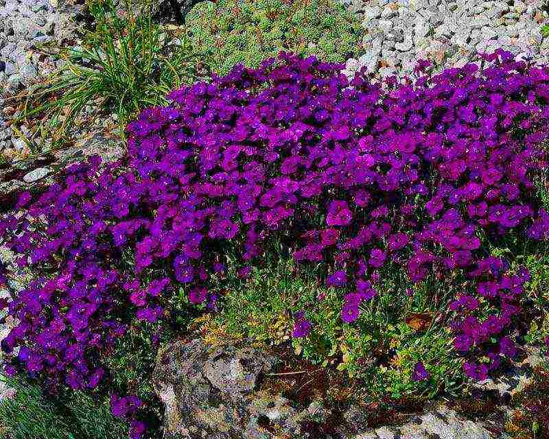 obrieta planting and care in the open field in siberia