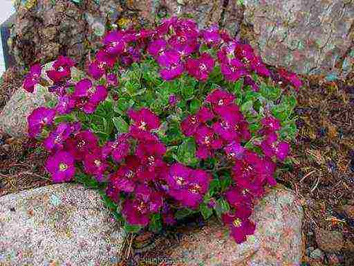 obrieta planting and care in the open field in siberia