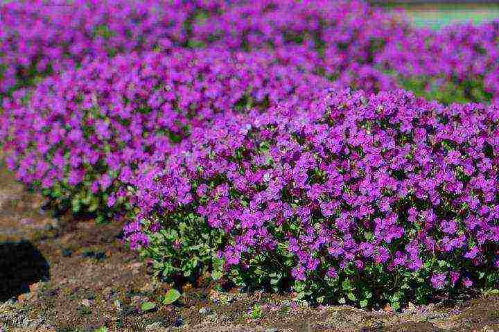 obrieta planting and care in the open field in siberia