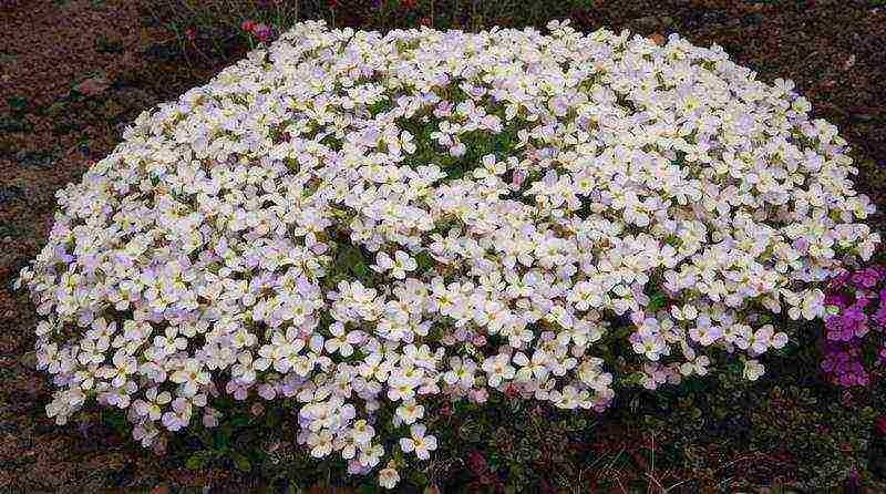 obrieta planting and care in the open field in siberia