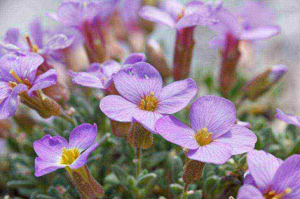 obrieta planting and care in the open field in siberia