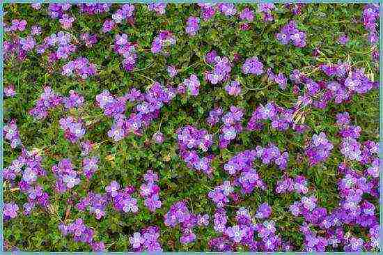 obrieta planting and care in the open field in siberia