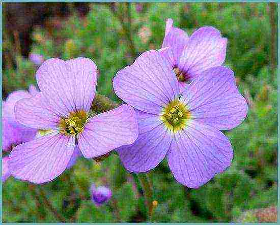 obrieta planting and care in the open field in siberia