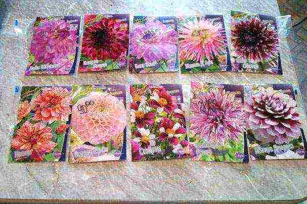 annual dahlias planting and care outdoors in spring