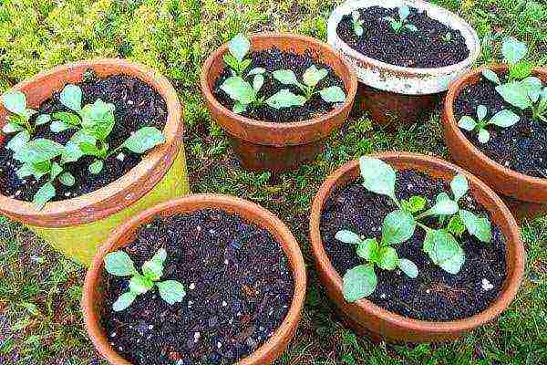 annual dahlias planting and care outdoors in spring