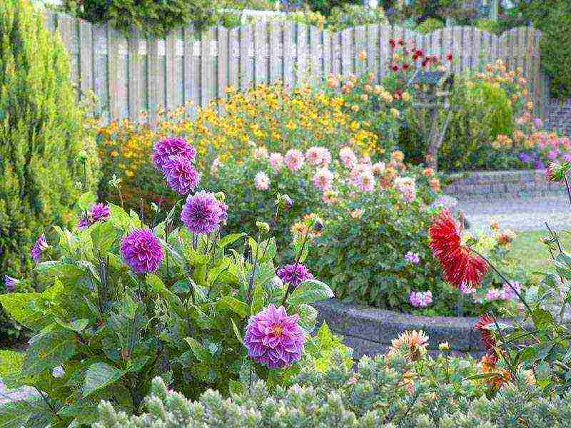 annual dahlias planting and care outdoors in spring
