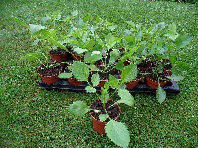 annual dahlias planting and care outdoors in spring